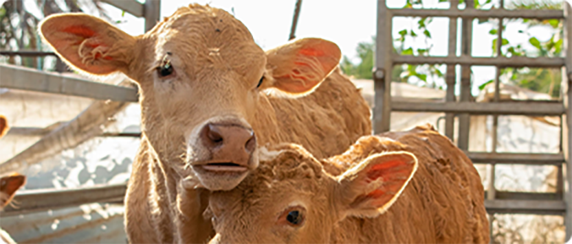 Cattle Solutions