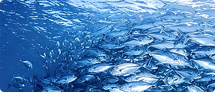Aquatic Solutions