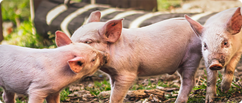 Swine Solutions