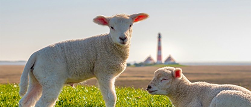 Sheep Solutions